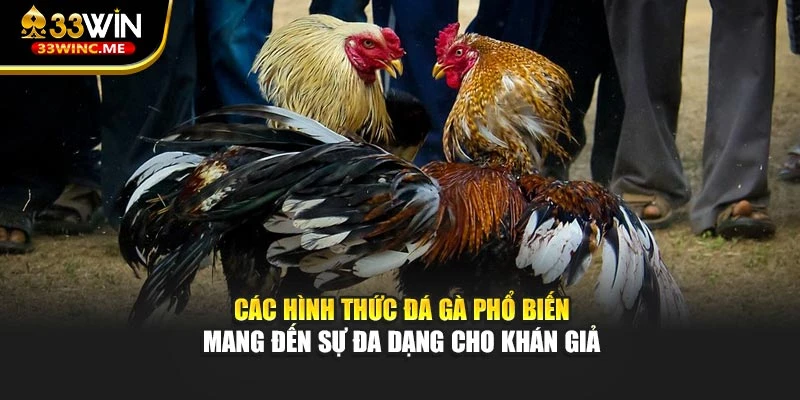 Các hình thức đá gà phổ biến mang đến sự đa dạng cho khán giả