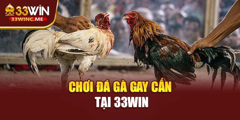 Chơi đá gà gay cấn tại 33WIN