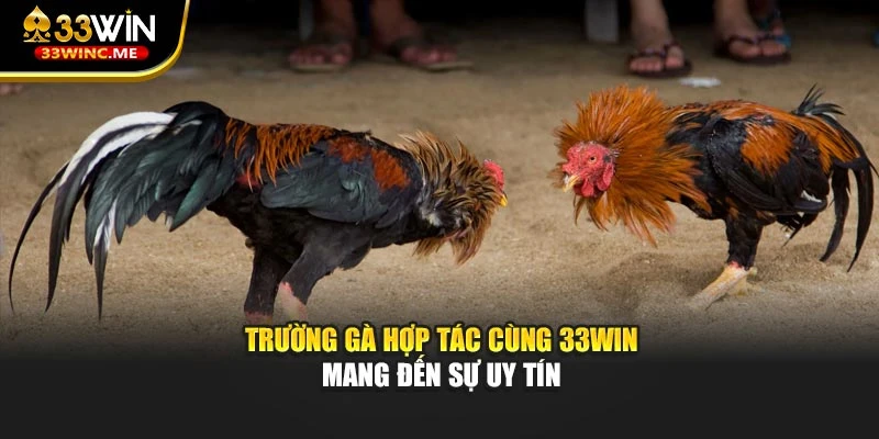 Trường gà hợp tác cùng 33WIN mang đến sự uy tín